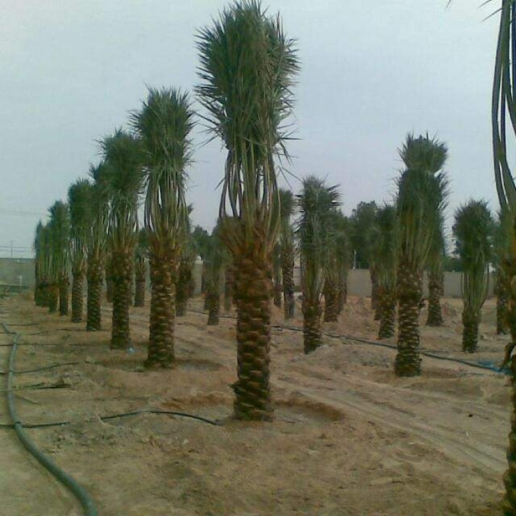 مظلات وسواتر سماء الابداع